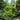Chindo Sweet Viburnum