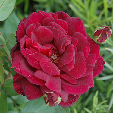 Oklahoma Rose