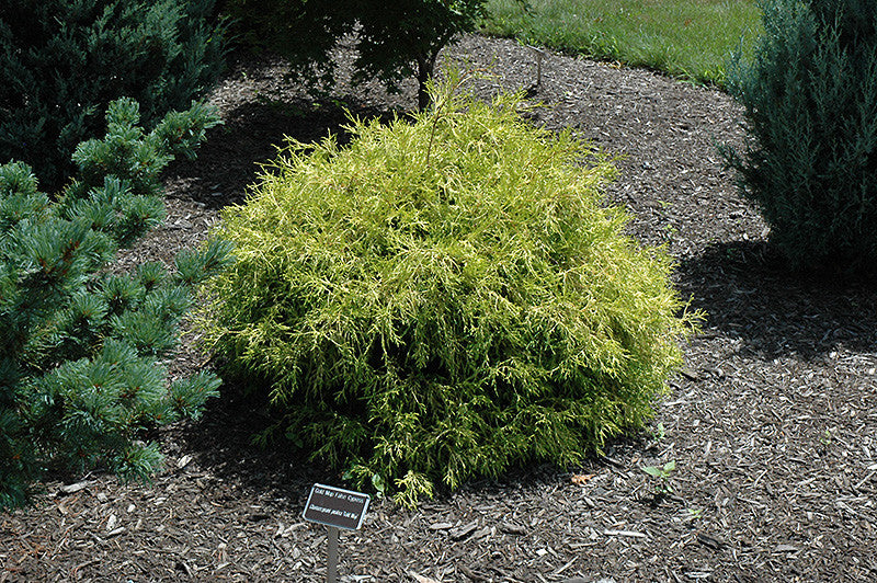Golden Mop Falsecypress – Pike Nursery