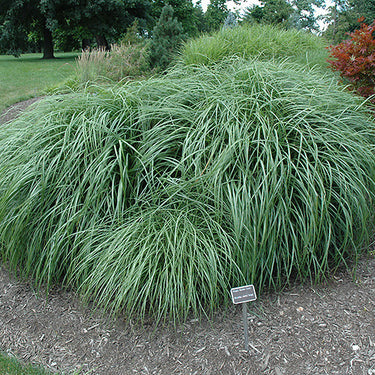 Adagio Maiden Grass