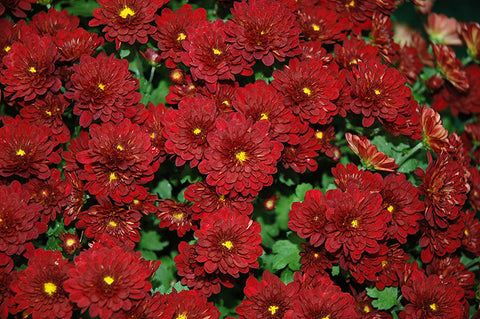 Garden Mum, Red