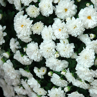 Garden Mum, White