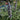 Shoal Creek Chaste Tree