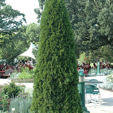 Emerald Green Arborvitae