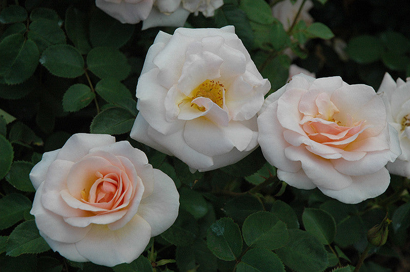 Pretty Lady Rose – Pike Nursery