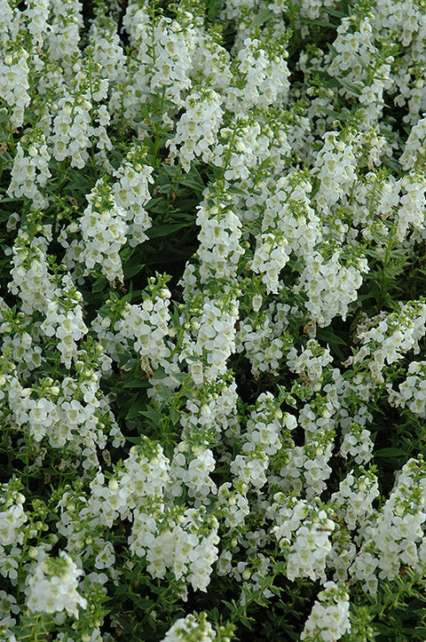 Angelonia Mixed