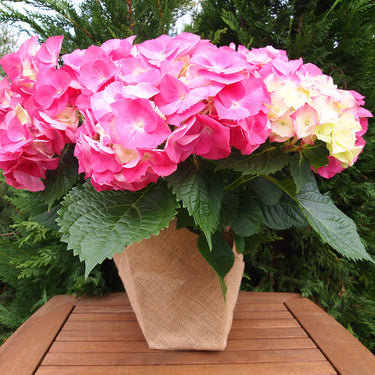 Florist Hydrangea (Assorted Colors )