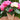 Florist Hydrangea (Assorted Colors )