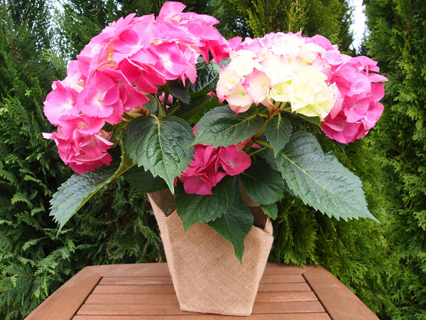Florist_Hydrangea_in_Burlap_Co