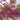 Kwanzan Flowering Cherry