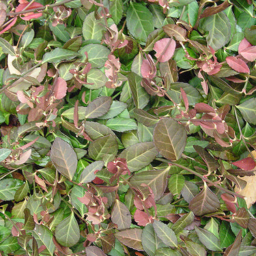 Purpleleaf Wintercreeper