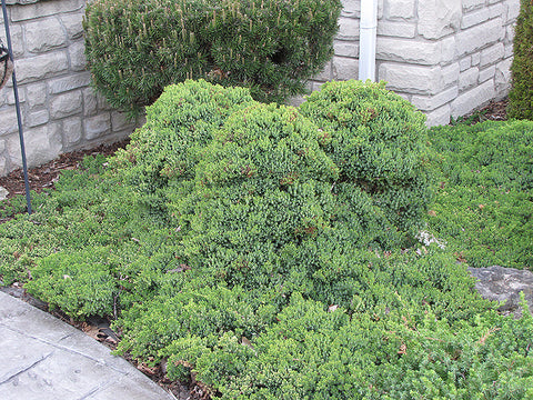 Dwarf Japanese Garden Juniper