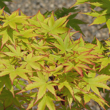 Coral Bark Japanese Maple