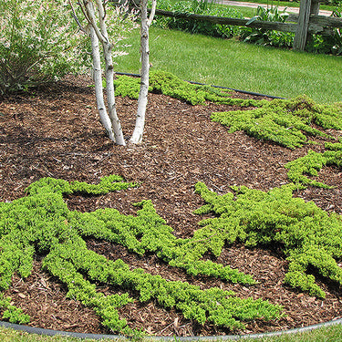 Dwarf Japanese Garden Juniper
