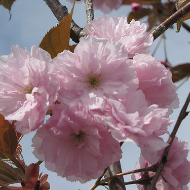 Common Peach