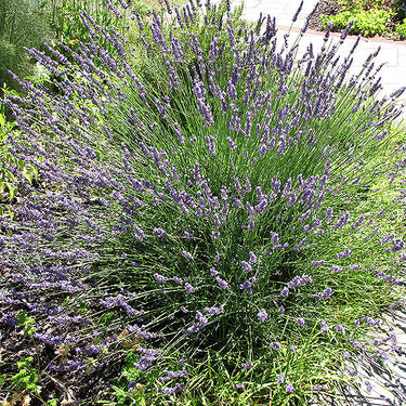 Grosso Lavender