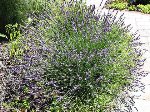 buy lavender plant near me Grosso Lavender – Pike Nursery