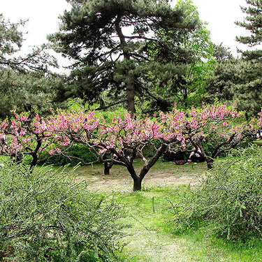 Common Peach