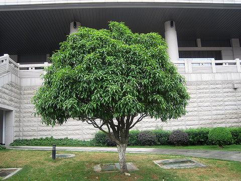 evergreen shrubs for shade flowering