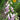 Foxy Foxglove