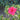 Bloom-A-Thon® Red Azalea