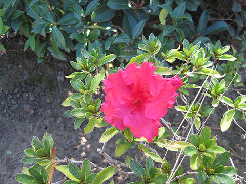 Bloom-A-Thon® Red Azalea