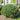 Japanese Mock Orange