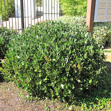 Japanese Mock Orange