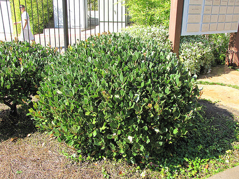 Japanese Mock Orange