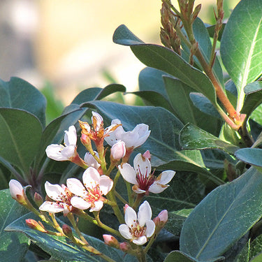 Japanese Mock Orange