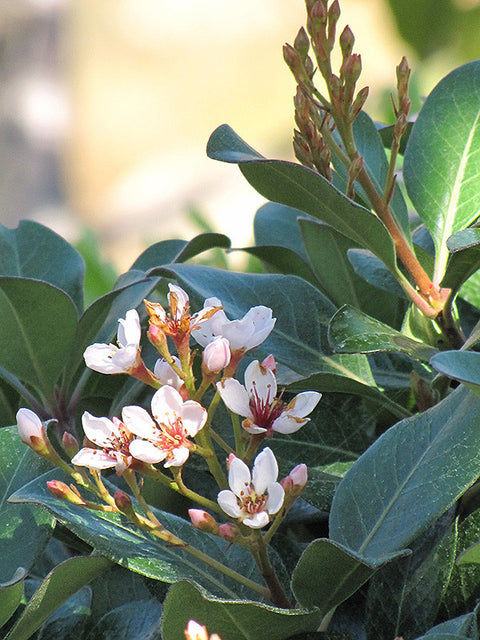 Japanese Mock Orange