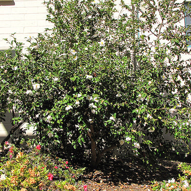 Setsugekka Camellia