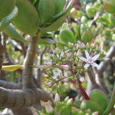 Jade Plant