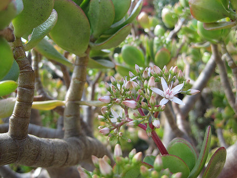 cost of jade plant Jade Plant – Pike Nursery