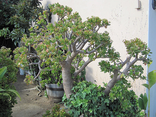 Jade Plant – Pike Nursery