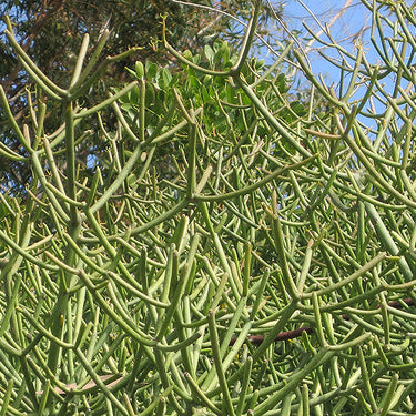 Pencil Cactus