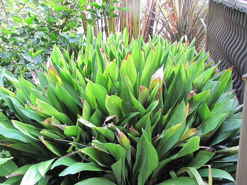 Pike Nursery Cast Iron Plant - Thumbnail 2