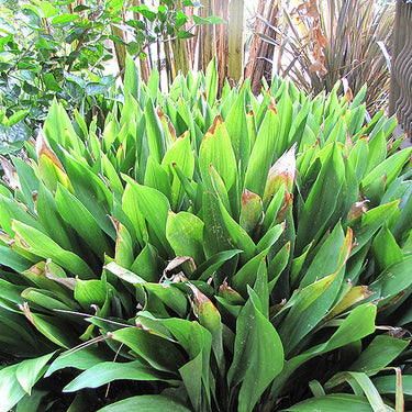 Cast Iron Plant