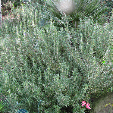 Rosemary Tuscan Blue