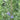 Rosemary Tuscan Blue