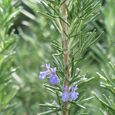 Rosemary Tuscan Blue