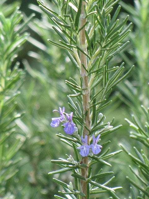 Rosemary Tuscan Blue