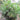 Lady Palm