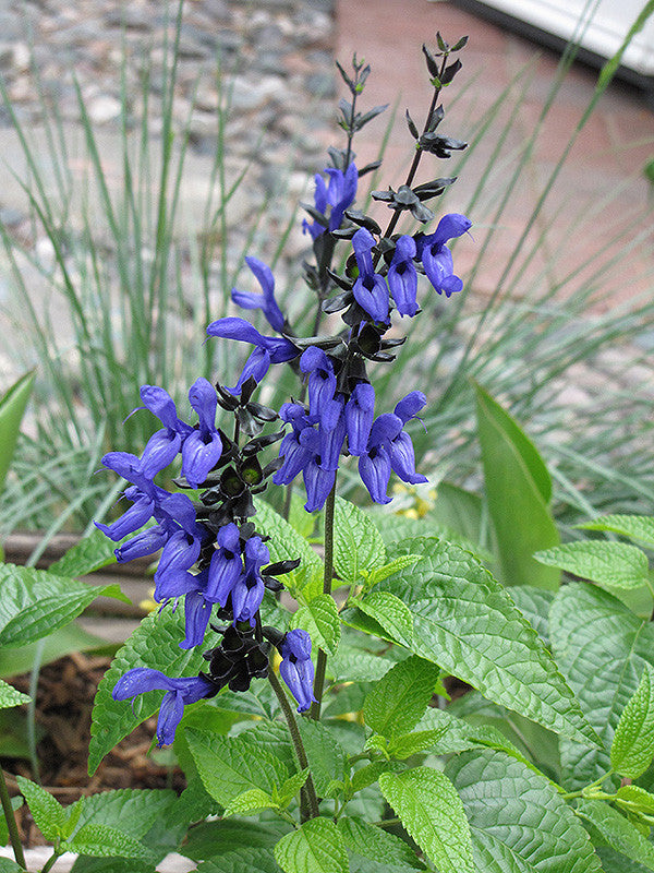 Black And Blue Anise Sage – Pike Nursery