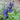 Black And Blue Anise Sage