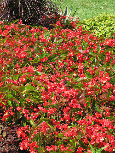 Dragon Wing Red Begonia