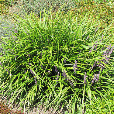 Creeping Liriope