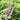 Creeping Liriope