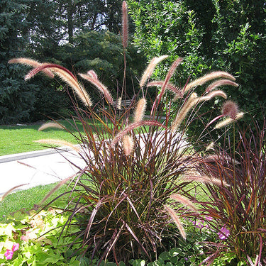 Purple Fountain Grass