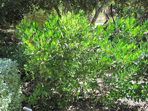 Compact Cherry Laurel